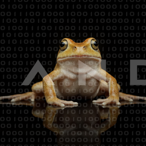 Frog - 000002
