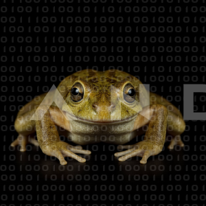 Frog - 000011