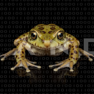 Frog - 000013