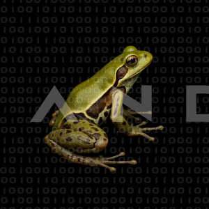 Frog - 000017