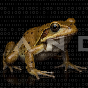 Frog - 000018