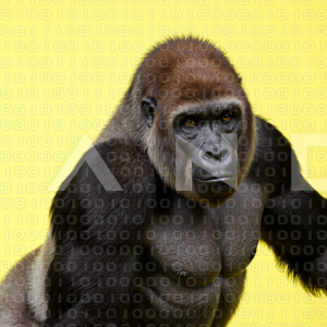 Gorilla - 000001