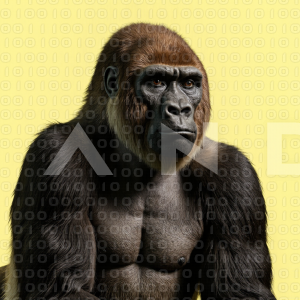 Gorilla - 000023