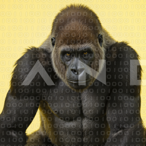 Gorilla - 000026