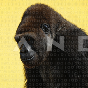 Gorilla - 000034