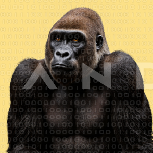 Gorilla - 000039