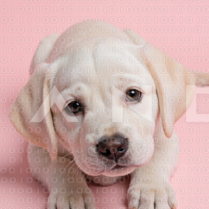 Labrador Retriever Puppy 000042