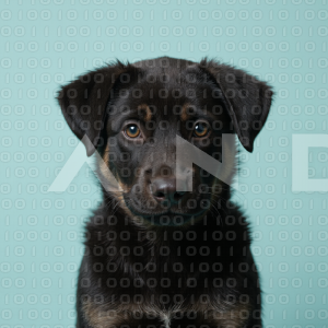 German Shepherd Puppy 000030