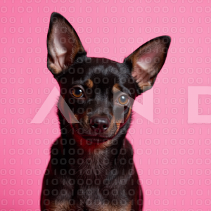 Chihuahua Puppy 000007