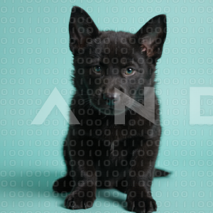 German Shepherd Puppy 000038