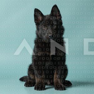 German Shepherd Puppy 000051