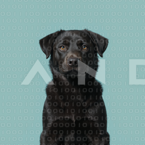 German Shepherd Puppy 000054