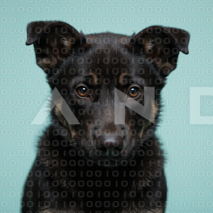 German Shepherd Puppy 000057