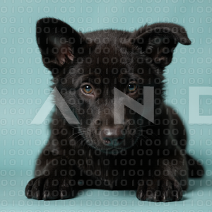 German Shepherd Puppy 000062