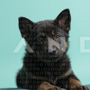 German Shepherd Puppy 000063