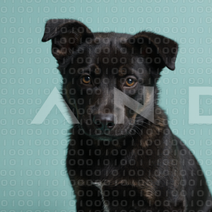 German Shepherd Puppy 000064