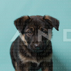 German Shepherd Puppy 000073