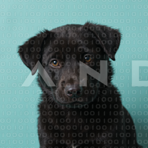 Labrador Retriever Puppy 000111