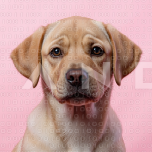 Labrador Retriever Puppy 000081