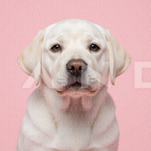 Labrador Retriever Puppy 000084