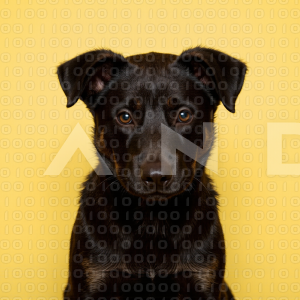 German Shepherd Puppy 000088