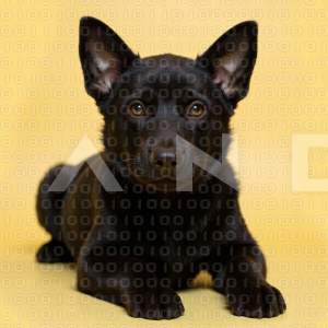 German Shepherd Puppy 000099