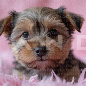 Yorkshire Terrier Puppy 000001