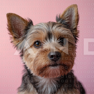 Yorkshire Terrier Puppy 000002