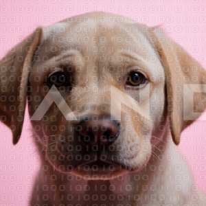 Labrador Retriever Puppy 000019