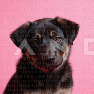 German Shepherd Puppy 000003