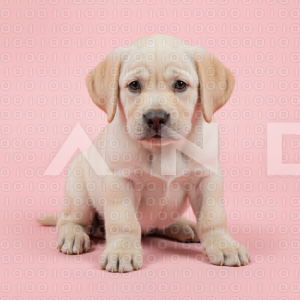Labrador Retriever Puppy 000031