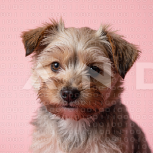 Yorkshire Terrier Puppy 000018