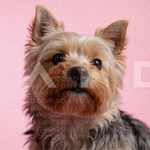 Yorkshire Terrier Puppy 000023