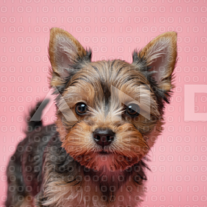 Yorkshire Terrier Puppy 000024