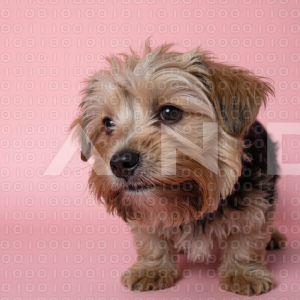 Yorkshire Terrier Puppy 000026