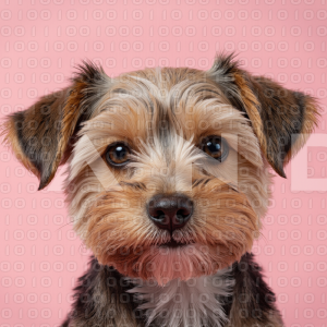 Yorkshire Terrier Puppy 000031