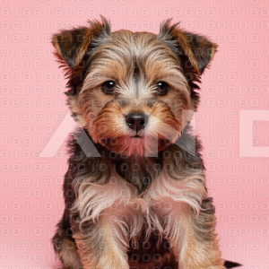 Yorkshire Terrier Puppy 000037