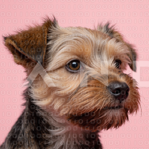 Yorkshire Terrier Puppy 000041