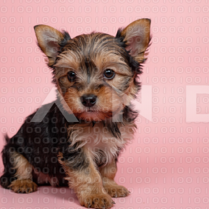 Yorkshire Terrier Puppy 000044