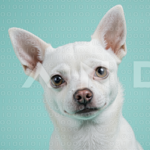 Chihuahua Puppy 000037