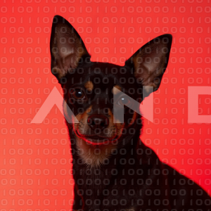 Chihuahua Puppy 000144