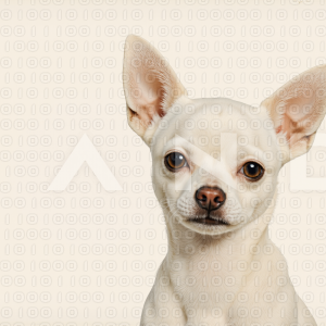 Chihuahua Puppy 000199