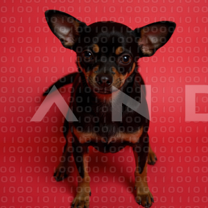 Chihuahua Puppy 000145