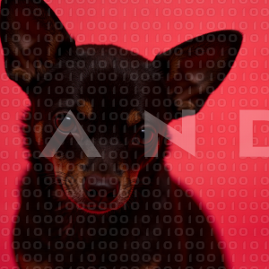 Chihuahua Puppy 000158