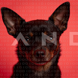 Chihuahua Puppy 000160