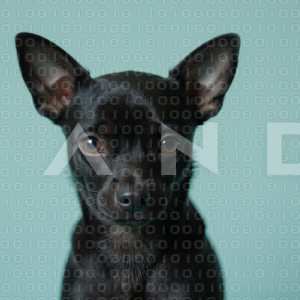 Chihuahua Puppy 000056