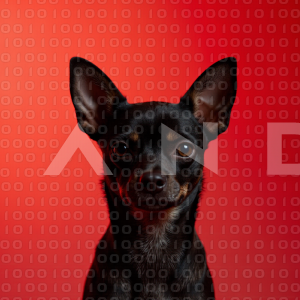 Chihuahua Puppy 000161