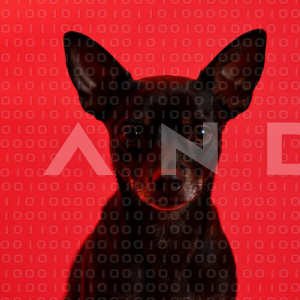 Chihuahua Puppy 000166