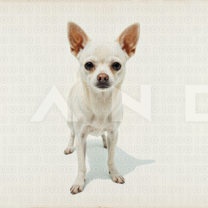 Chihuahua Puppy 000283