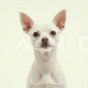 Chihuahua Puppy 000292